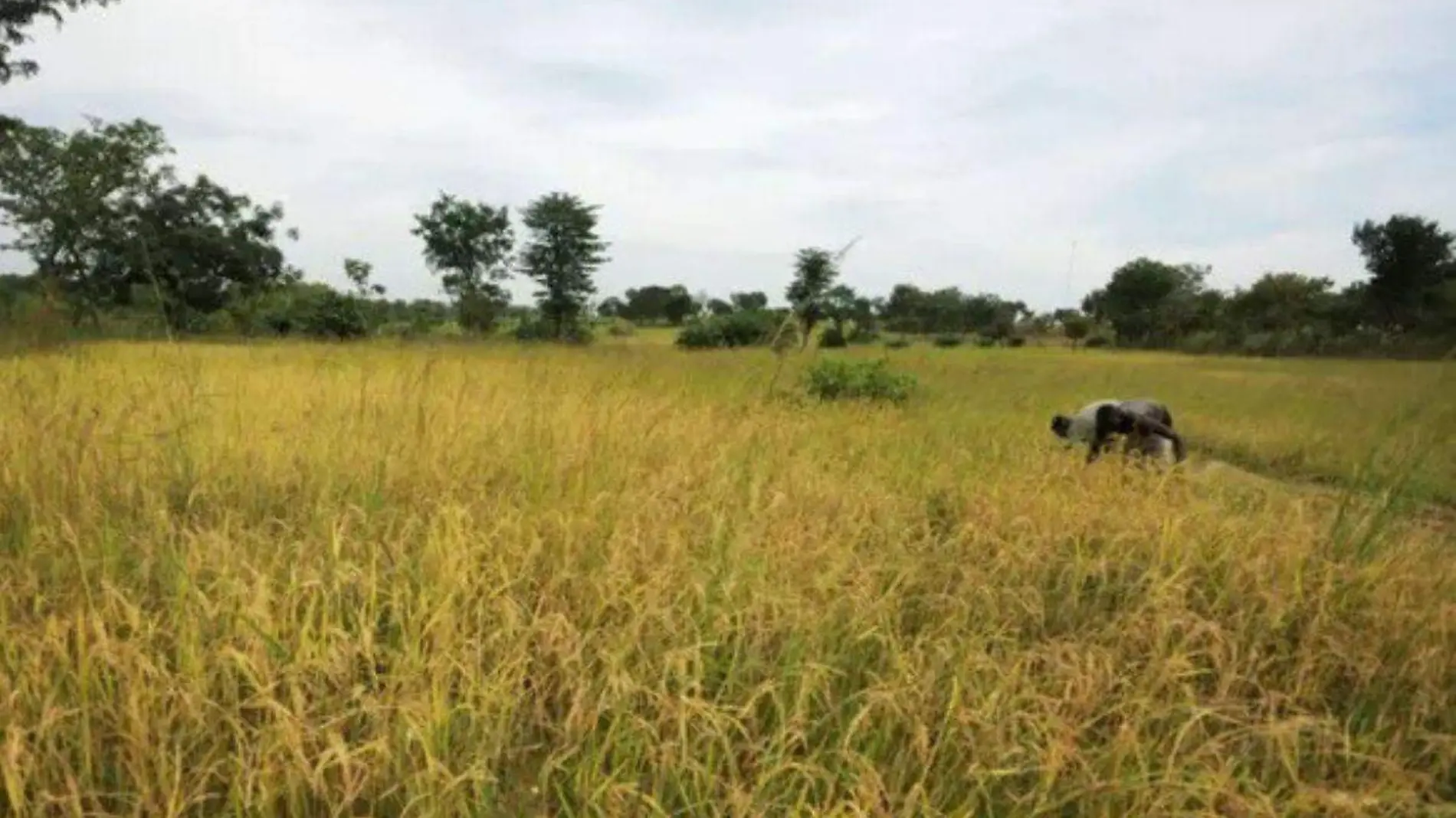 Hombres armados matan al menos a 46 personas en aldea de Nigeria